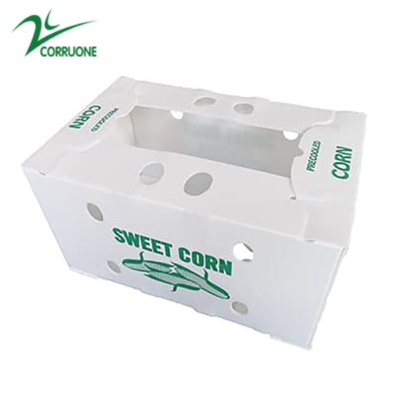 Personnaliser une boîte en plastique ondulé écologique pour le brocoli et le maïs boîte correx maïs brocoli et emballage agricole