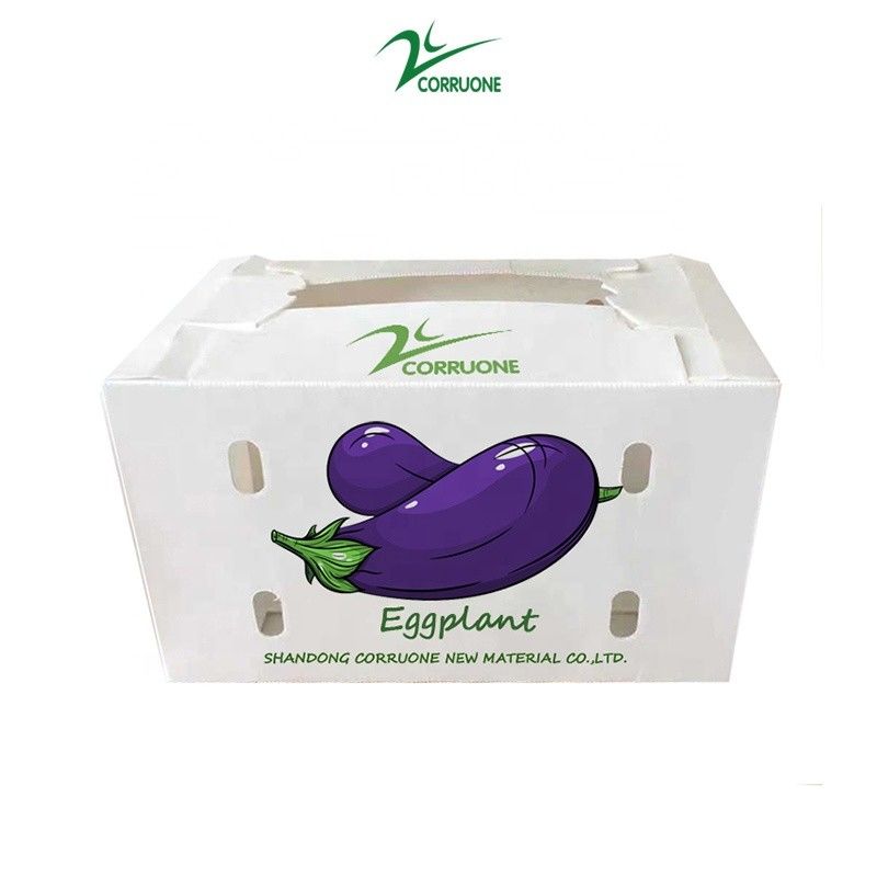 Personnaliser une boîte en plastique ondulé écologique pour le brocoli et le maïs boîte correx maïs brocoli et emballage agricole