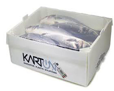 Corruone PP polypropylène 5 KG & 10 KG Boîtes d'emballage de viande congelée ou de fruits de mer imperméables sur mesure Boîte en plastique ondulée de fruits de mer