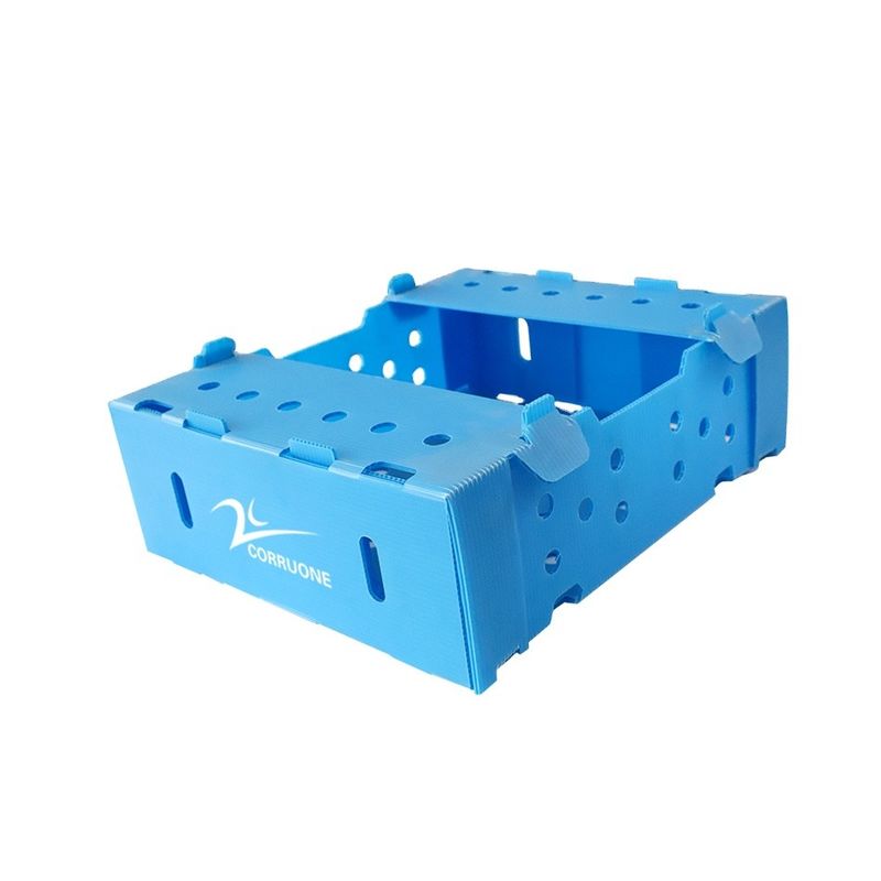boîtes en plastique de 5mm 6mm Correx pp pour des fruits et légumes