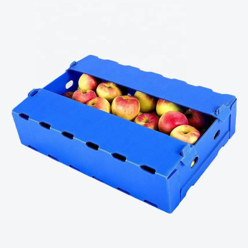 boîtes en plastique de 5mm 6mm Correx pp pour des fruits et légumes