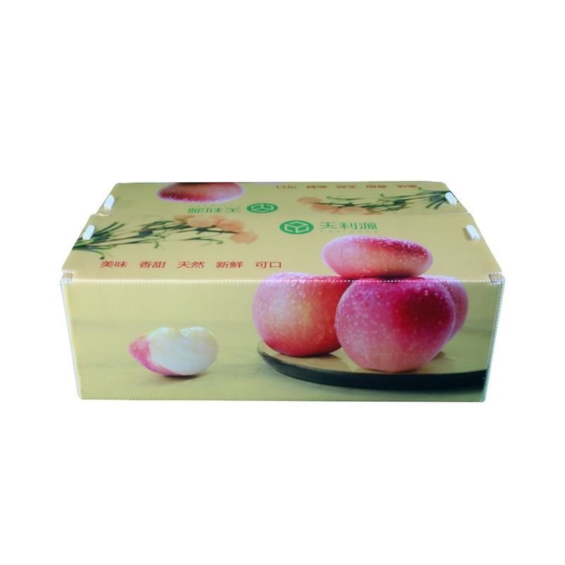 Conteneur ondulé de Corflute de catégorie comestible de boîte de Twinwall pp pour des légumes fruits