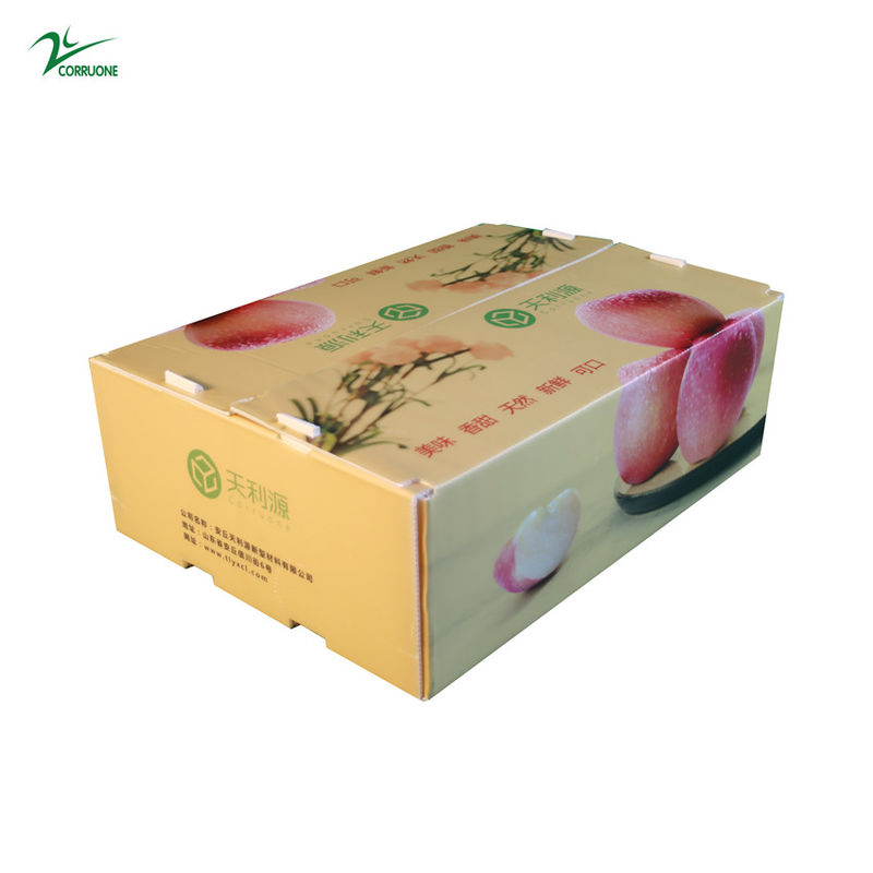 Conteneur ondulé de Corflute de catégorie comestible de boîte de Twinwall pp pour des légumes fruits