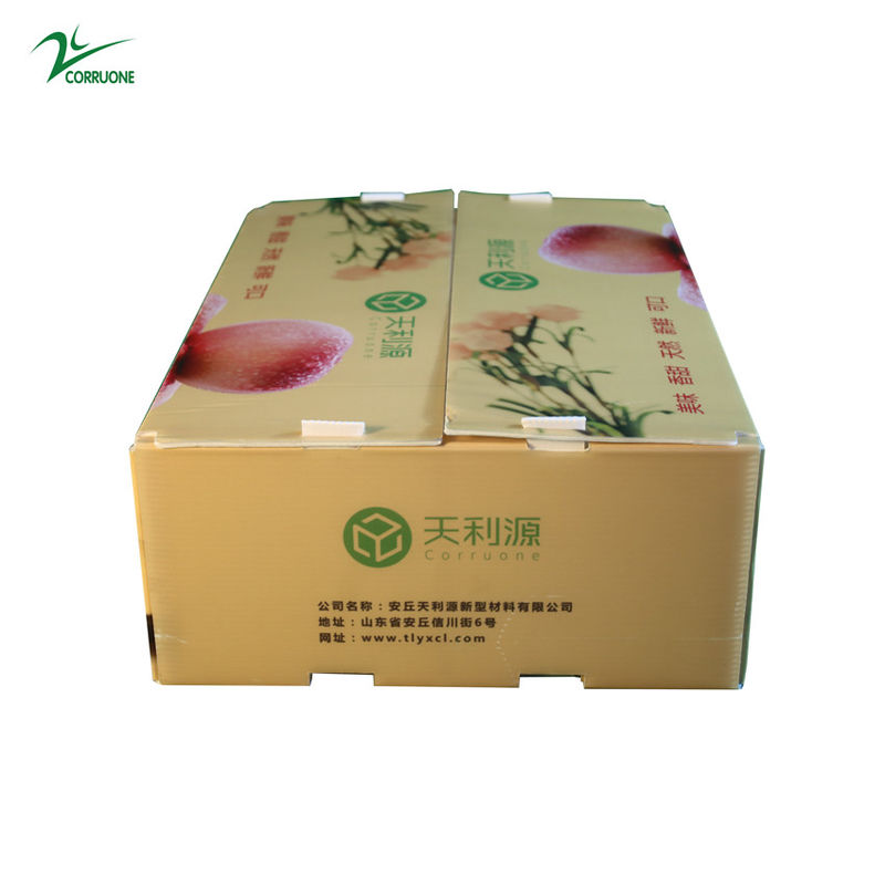 Conteneur ondulé de Corflute de catégorie comestible de boîte de Twinwall pp pour des légumes fruits