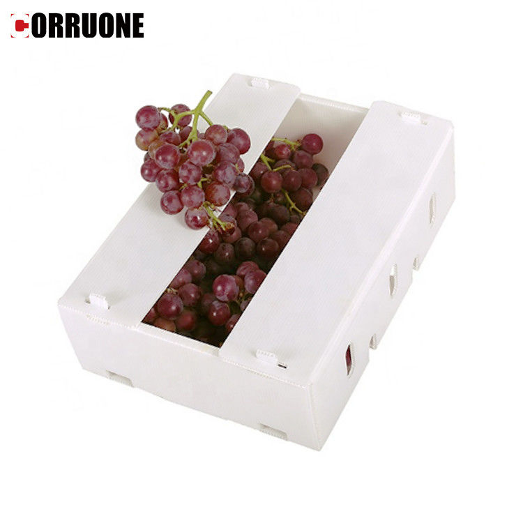 Boîte en plastique ondulé en PP pour les légumes et les fruits Boîte de maïs brocoli et boîte d'emballage agricole