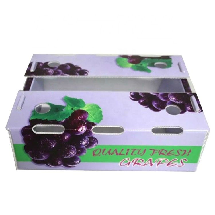 Boîte ondulée de nid d'abeilles de boîtes de rangement de Corflute de brocoli pour des fruits
