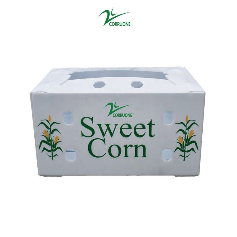 Boîte ondulée de nid d'abeilles de boîtes de rangement de Corflute de brocoli pour des fruits
