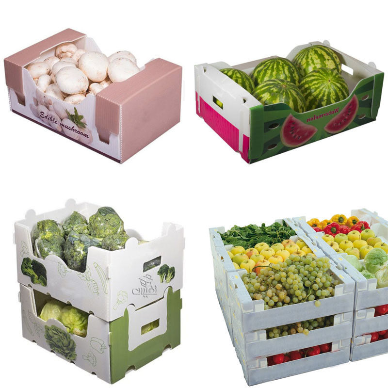 Le légume de boîte de Corflute de maïs a ridé la taille faite sur commande recyclable de boîtes