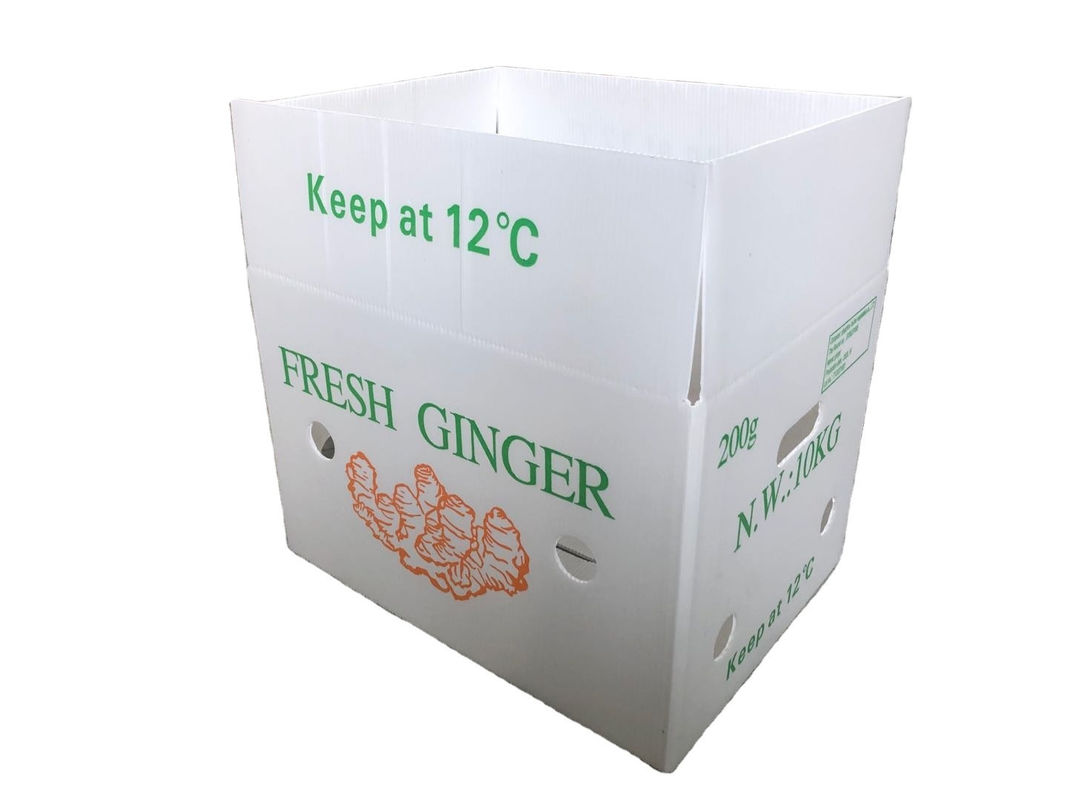 Emballage de fruits et légumes en carton PP en plastique Boîtes d'emballage de raisins Boîtes de brocoli en plastique Feuille de gingembre ondulée