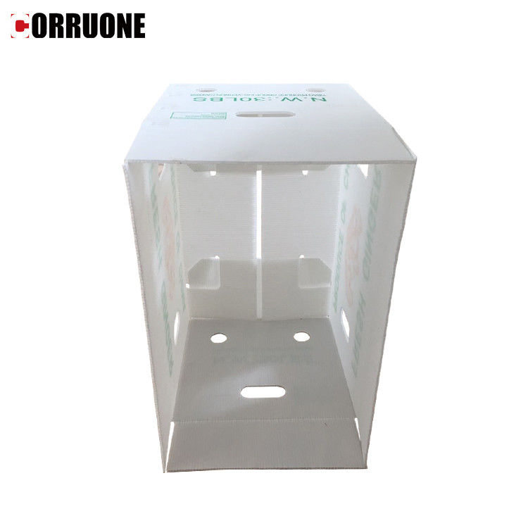 Emballage de fruits et légumes en carton PP en plastique Boîtes d'emballage de raisins Boîtes de brocoli en plastique Feuille de gingembre ondulée