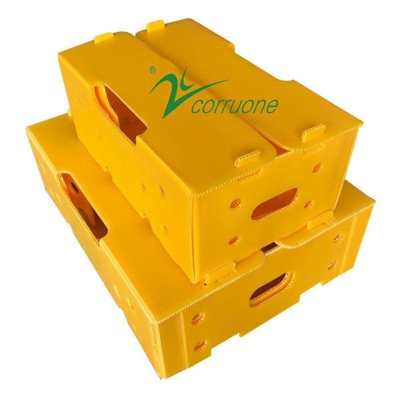 Boîtes d'emballage de fruits et légumes en PP en carton en plastique Boîtes d'emballage de raisins Boîtes de brocoli en plastique Boîtes ondulées Boîte de gingembre