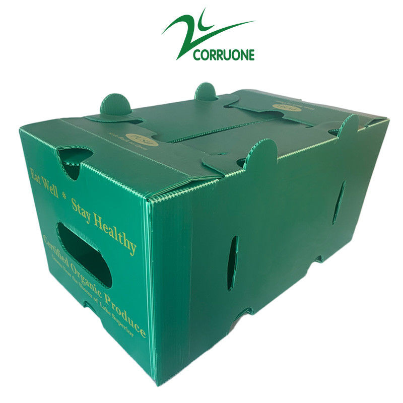 Boîtes d'emballage de fruits et légumes en PP en carton en plastique Boîtes d'emballage de raisins Boîtes de brocoli en plastique Boîtes ondulées Boîte de gingembre