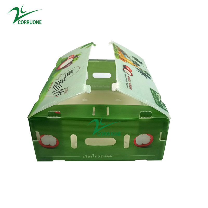 Boîte en plastique ondulé en PP pour les légumes et les fruits Boîte Corflute correx Boîtes d'emballage pour le maïs, le brocoli et l'agriculture