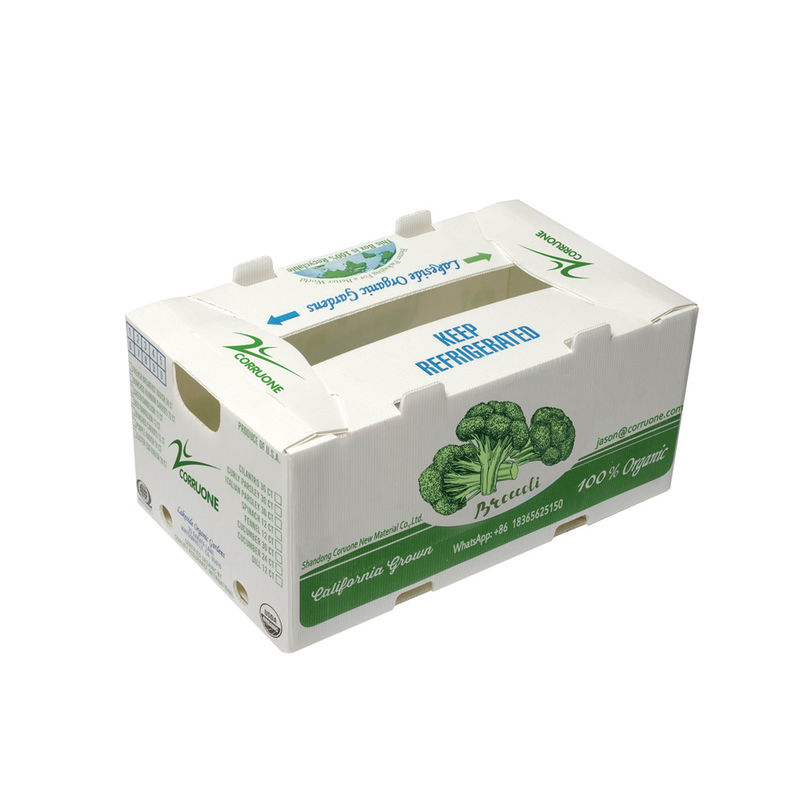 OEM usine produire PP boîte ondulée en plastique pour le maïs doux frais brocoli aubergine boîte de gingembre