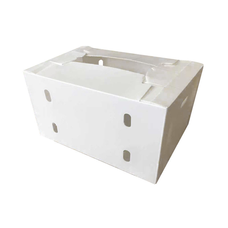 OEM usine produire PP boîte ondulée en plastique pour le maïs doux frais brocoli aubergine boîte de gingembre