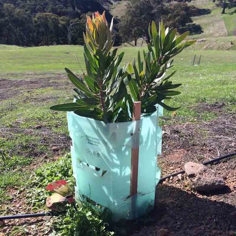 Pp ont ridé les protecteurs en plastique de tronc de Corflute Plastic Tree de garde d'arbre