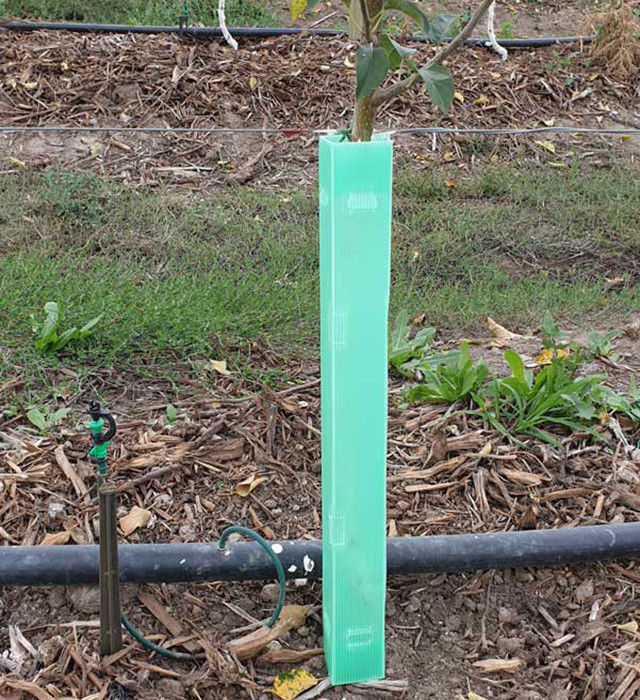 Eco pp a ridé la garde de plastique d'arbre que Green Corflute Guards imperméabilisent
